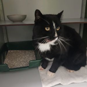 Gevonden: Kat Europese Korthaar – registratienummer 56191