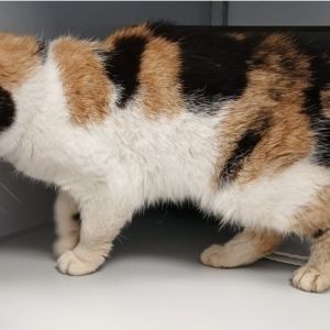 Gevonden: Kat Europese Korthaar – registratienummer 56170