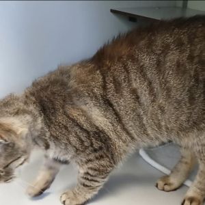 Gevonden: Kat Europese Korthaar – registratienummer 55912