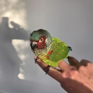 Gevonden: Vogel Pyrrhura – registratienummer 56158