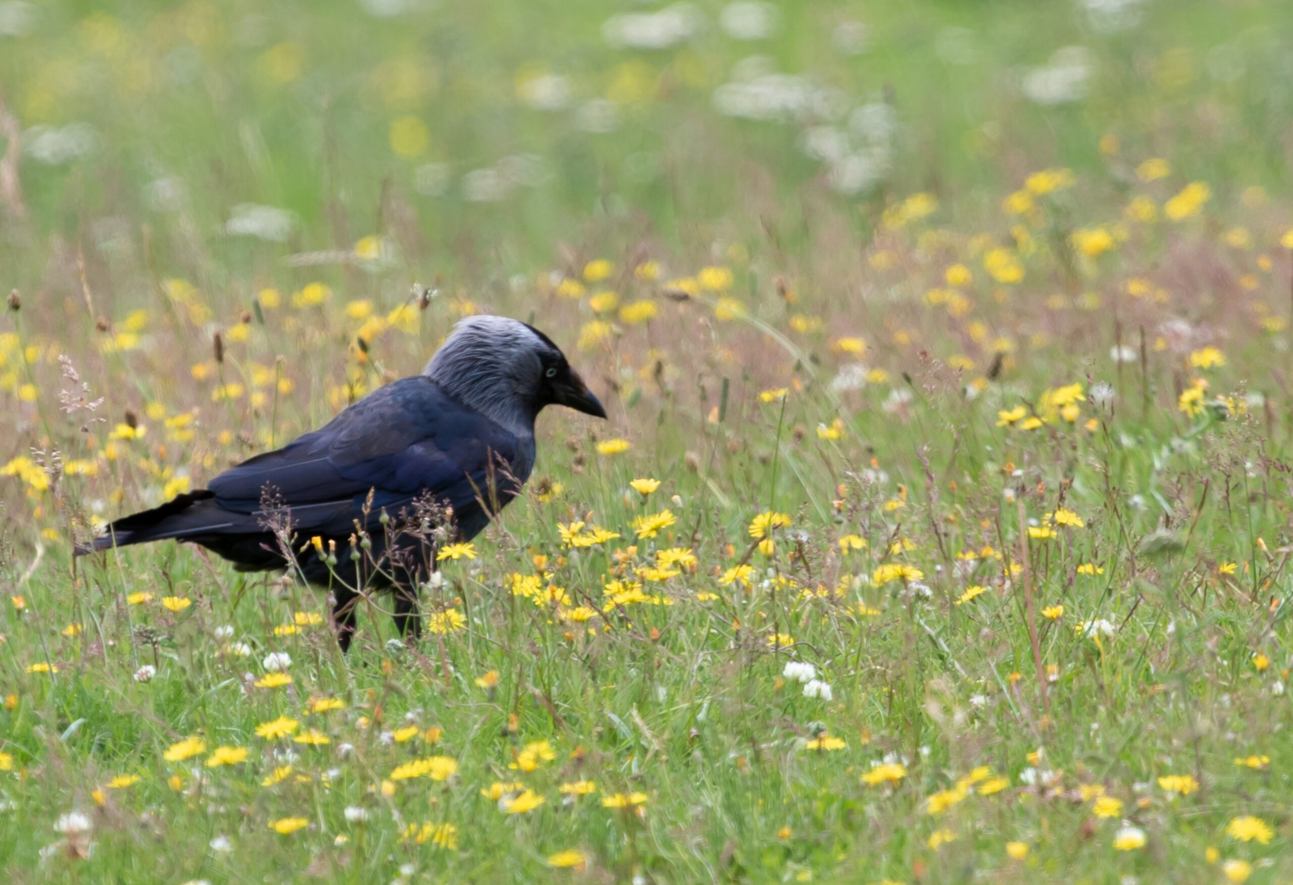 Westnijlvirus vastgesteld bij wilde vogels in Nederland