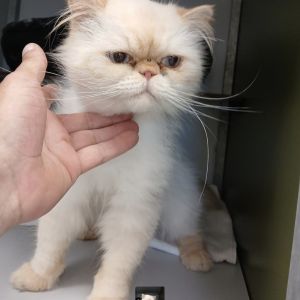Gevonden: Kat Perzische kater – registratienummer 58996