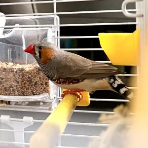 Gevonden: Vogel Zebravink – registratienummer 0