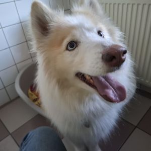Gevonden: Hond Hond (Siberische/witte husky) – registratienummer 1197