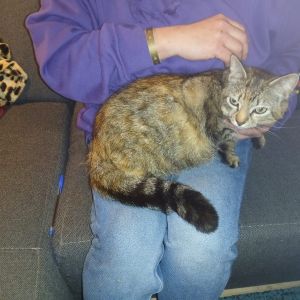 Gevonden: Kat Europese Korthaar – registratienummer 57429