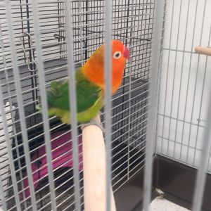 Gevonden: Vogel Agapornis – registratienummer 59185