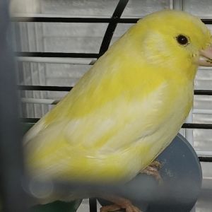 Gevonden: Vogel Kanarie – registratienummer 58329
