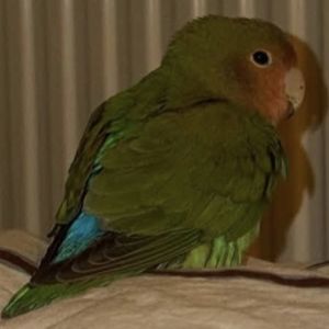 Gevonden: Vogel Agapornis – registratienummer 1081
