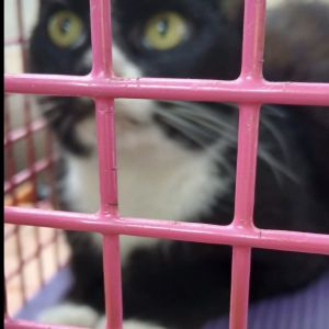 Gevonden: Kat Europese Korthaar *Zichtmelding* – registratienummer 59497