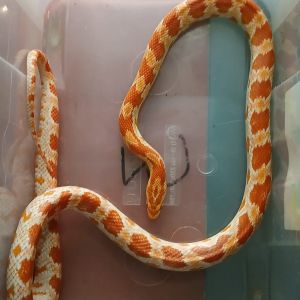 Gevonden: Reptiel Rattenslang – registratienummer 59201