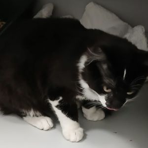 Gevonden: Kat Europese Korthaar – registratienummer 57306