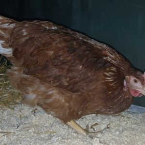 Gevonden: Vogel Kip – registratienummer 57172