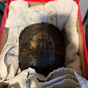 Gevonden: Reptiel Geelwang schildpad – registratienummer 1470