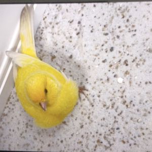 Gevonden: Vogel Parkiet – registratienummer 1367