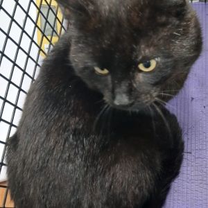 Gevonden: Kat Europese Korthaar – registratienummer 57586