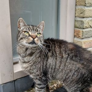 Gevonden: Kat Europese Korthaar Zichtmelding – registratienummer 59200