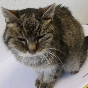 Gevonden: Kat Europese Korthaar – registratienummer 57125