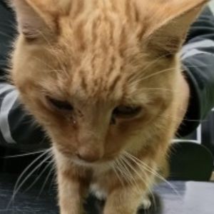 Gevonden: Kat Europese Korthaar – registratienummer 1169