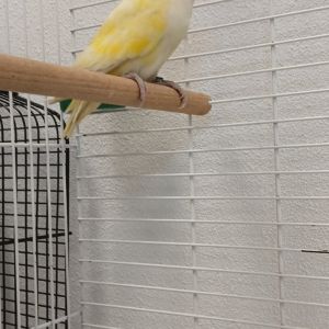 Gevonden: Vogel Agapornis – registratienummer 59626