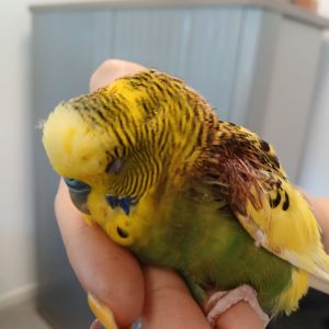 Gevonden: Vogels Grasparkiet – registratienummer 57592