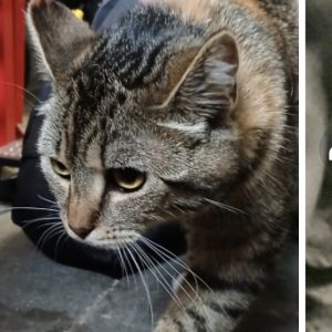 Gevonden: Kat Europese Korthaar *Zichtmelding* – registratienummer 58314