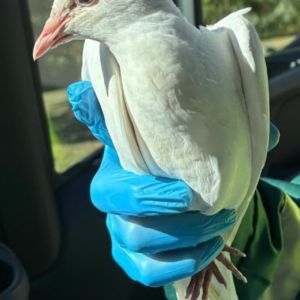 Gevonden: Vogel Sierduif – registratienummer 59452