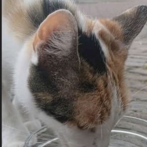 Gevonden: Kat Europese Korthaar Zichtmelding – registratienummer 5