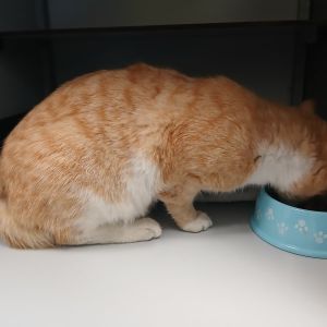 Gevonden: Kat Europese Korthaar – registratienummer 57764
